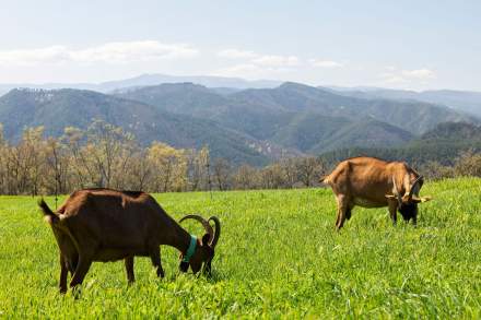 Cévennes 