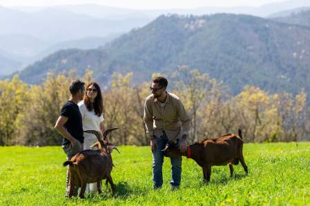 Image de trois personnes avec deux chèvres en pleine nature verdoyante. Restaurant Le Saint Hilaire. Restaurant Gastronomique Gard